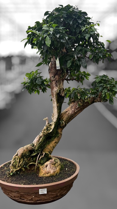 <h4>Bougainvillea spectabilis, pot 55 cm, height 140cm. (single item)</h4>