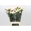Dianthus St Brut