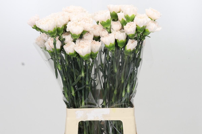<h4>Dianthus St Brut</h4>