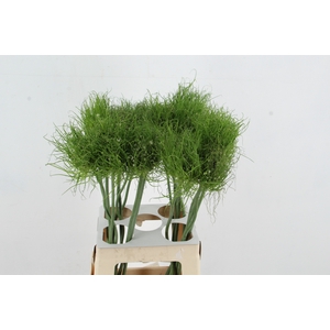 ALLIUM HAIRY FRIEND
