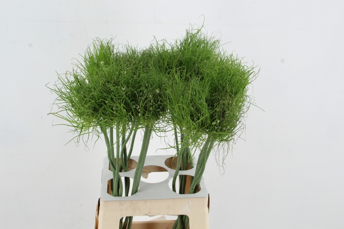 <h4>ALLIUM HAIRY FRIEND</h4>