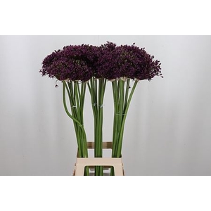 ALLIUM CHERRY