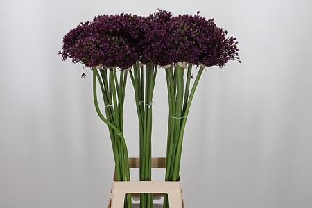 <h4>ALLIUM CHERRY</h4>