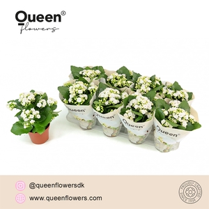 Kalanchoe Greta P12 Queen