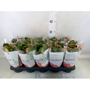 Kalanchoe blos. 'RosDon Justino'