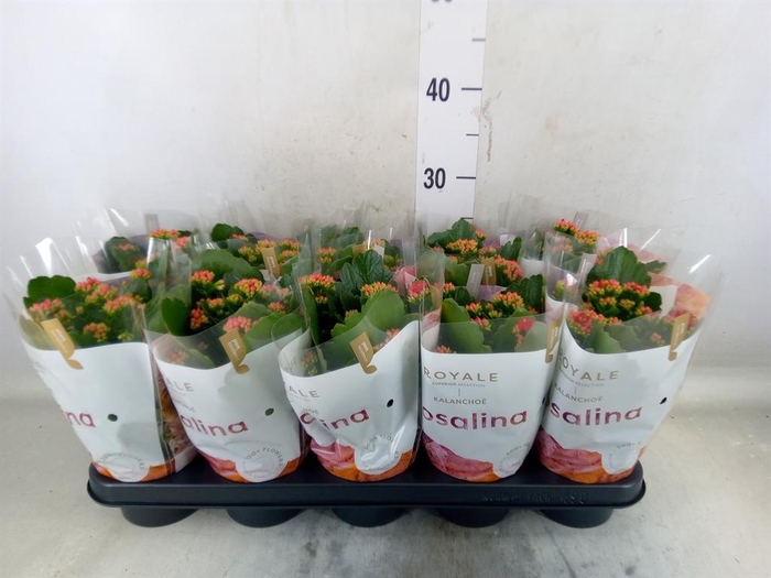 <h4>Kalanchoe blos. 'RosDon Justino'</h4>