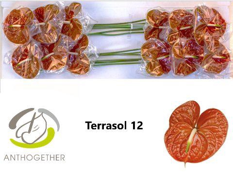 <h4>Anthurium Terrasol</h4>