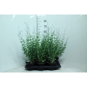 Perovskia atriplic. 'Blue Spire'