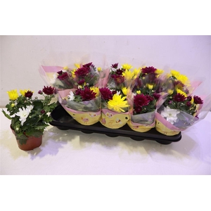 arr8 Chrys Gem In Pot