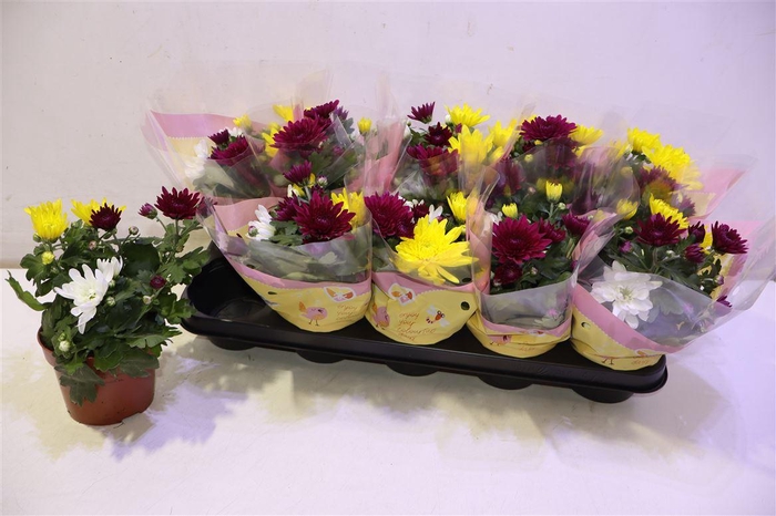 <h4>arr8 Chrys Gem In Pot</h4>