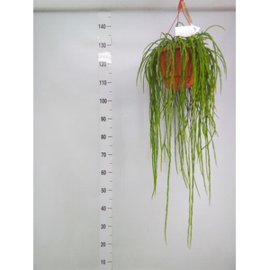 Rhipsalis paradoxa