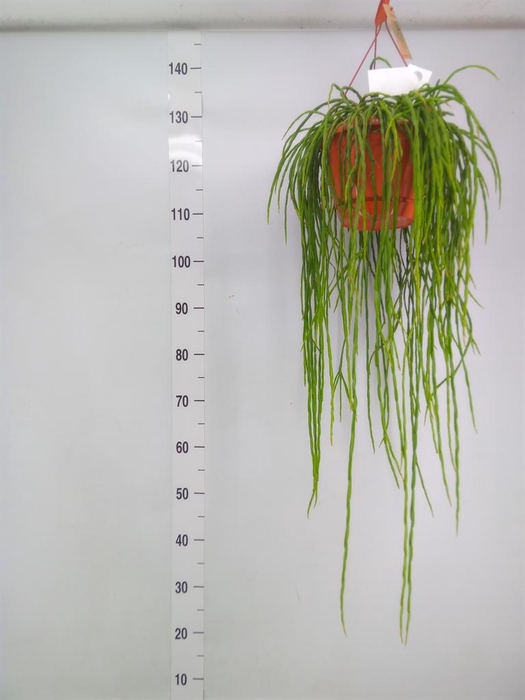 <h4>Rhipsalis paradoxa</h4>