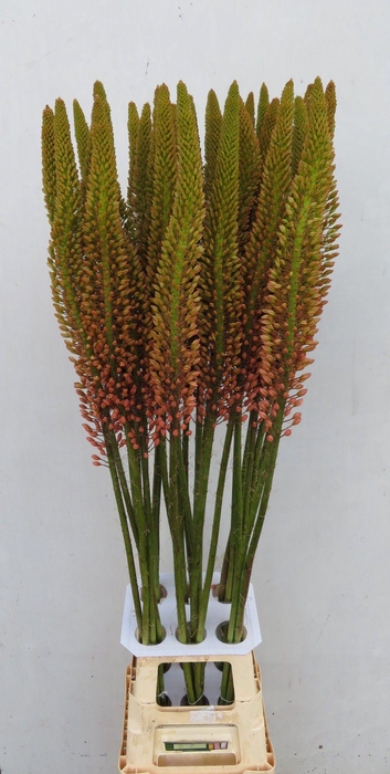 <h4>EREMURUS CLEOPATRA</h4>