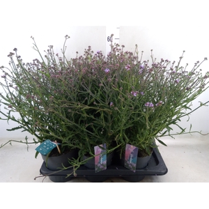 Verbena bonariensis