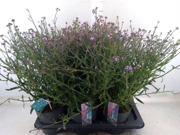<h4>Verbena bonariensis</h4>