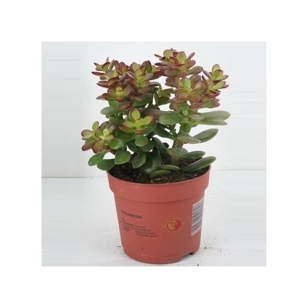 <h4>26 Crassula minor 12 cm</h4>