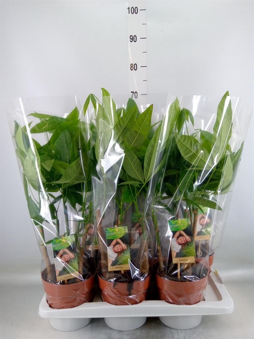 <h4>Pachira aquatica</h4>