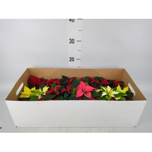 Euphorbia pulc.   ...mix