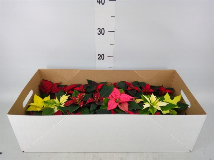 <h4>Euphorbia pulc. ...mix</h4>