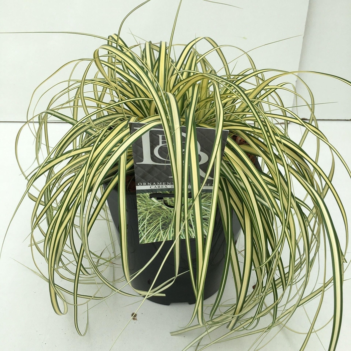 Carex hachijoensis Evergold