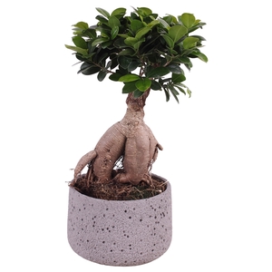 Ficus m. Ginseng ø15cm in ø18cm Deep Forest Nº367