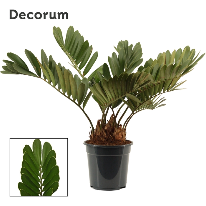 <h4>Zamia furfuracea 21 cm (Decorum)</h4>