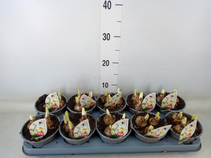 <h4>Narcissus   ...</h4>