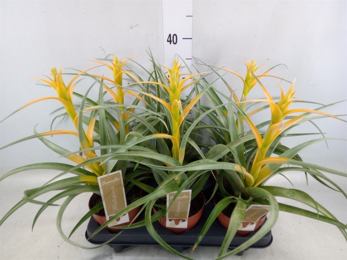 <h4>Tillandsia</h4>