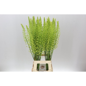 Eremurus Shelford Yellow Sun
