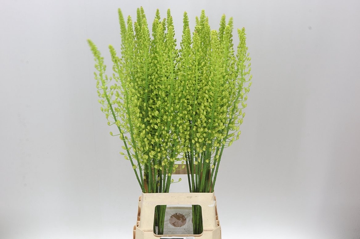 <h4>Eremurus Shelford Yellow Sun</h4>