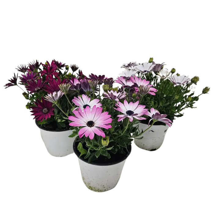 <h4>Osteospermum mixkar</h4>
