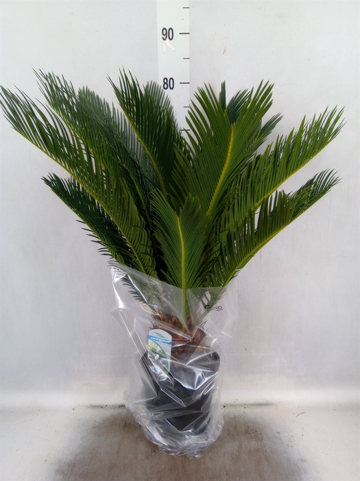 <h4>Cycas revoluta</h4>