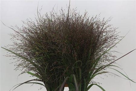 <h4>Siergras Panic Vi Warrior</h4>