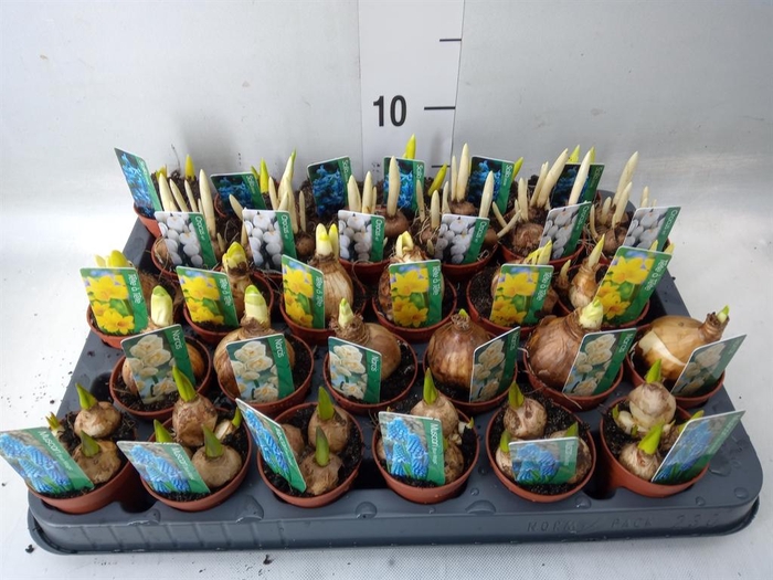 <h4>Bolbloemen   ...mix</h4>