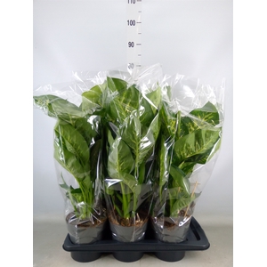 Dieffenbachia seg. 'Reeva'