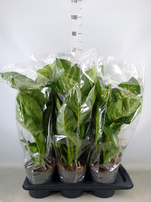 <h4>Dieffenbachia seg. 'Reeva'</h4>