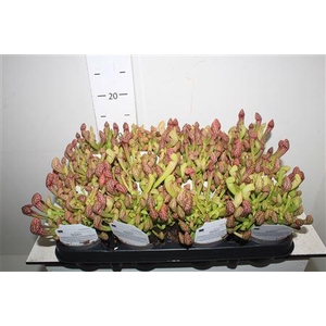 Sarracenia Ov