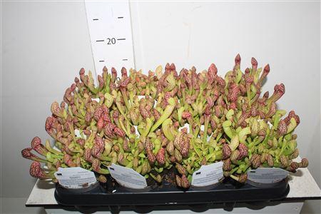 <h4>Sarracenia Ov</h4>