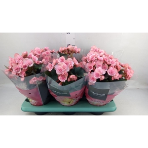 Begonia elat. DU 'Move2Joy Pink'