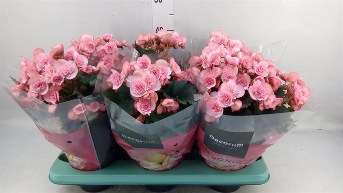 <h4>Begonia elat. DU 'Move2Joy Pink'</h4>