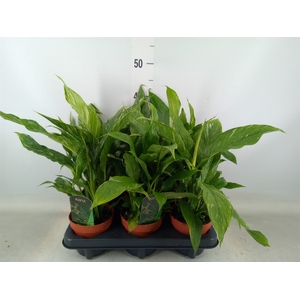 Spathiphyllum  'Diamond'