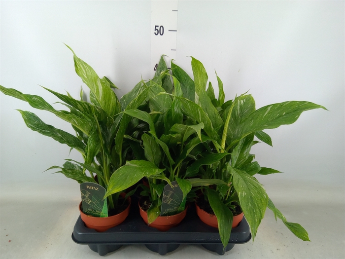 <h4>Spathiphyllum  'Diamond'</h4>