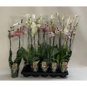 PHAL GEM