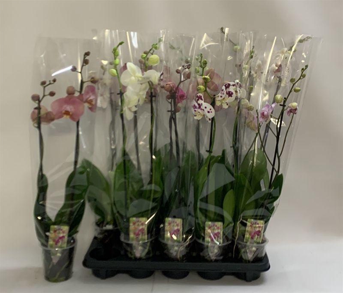 <h4>PHAL GEM</h4>