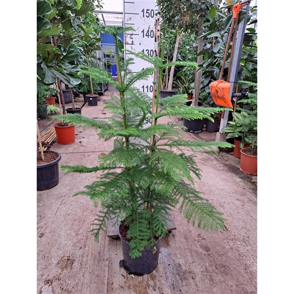 <h4>Araucaria toef 140</h4>