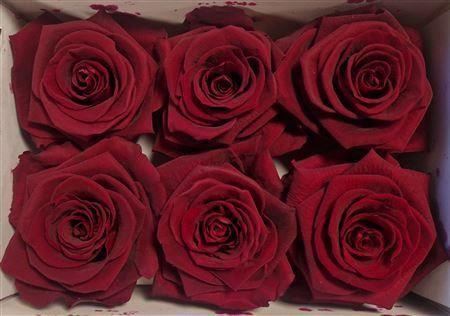 Ro Pres Classic Red