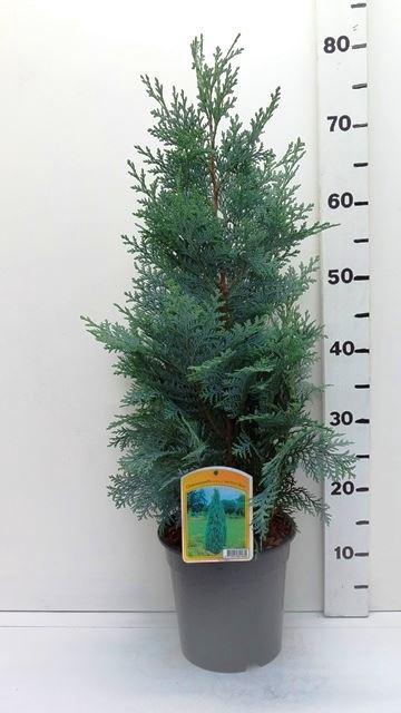 <h4>Chamaecyparis Pelts Blue</h4>