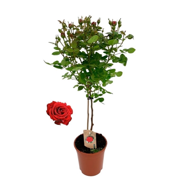 <h4>Roos op stam, rood</h4>