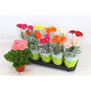 Gerbera gemengd