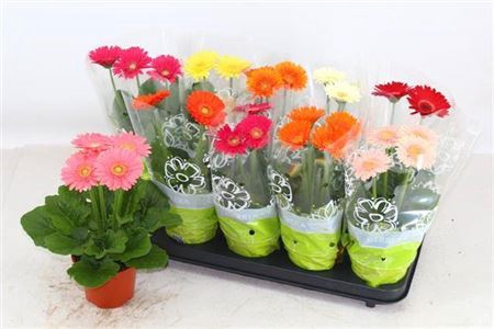 <h4>Gerbera gemengd</h4>
